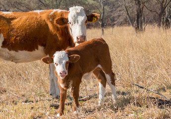 Cow with her calf on a sunny day