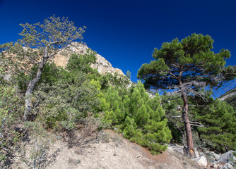 sunny day in the mountains