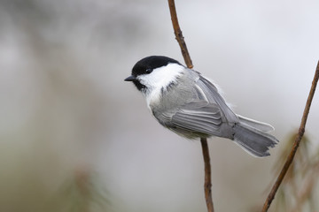 willow tit 