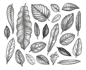 Wall Mural - leaves set ink sketch.