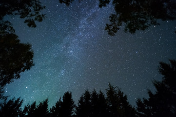 Wall Mural - milky way and stars above treetops.
