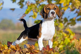Fototapeta Konie - Portrait of nice beagle