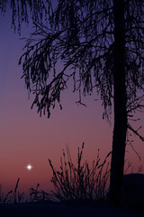 Wall Mural - bright star in darkening winter sky behind snow and frost covered tree and bushes.