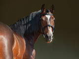 Fototapeta Konie - Purebred horse portrait in dark stable background