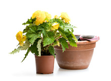Yellow  Begonia Plant In The Flowerpot Isolated On White. Ready For Planting.