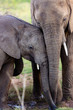 Elephant compassion