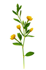 Wall Mural - Green twig with fresh leaves and yellow flowers