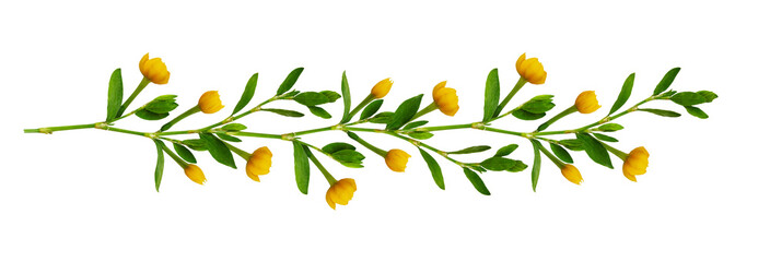 Wall Mural - Line arrangement with fresh leaves and yellow flowers