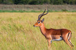 Impala on wetlands