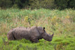 White Rhino in Wetlands