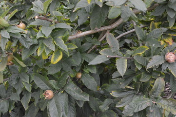 Mulberry,York Museum Gardens, North Yorkshire, England, September 2018