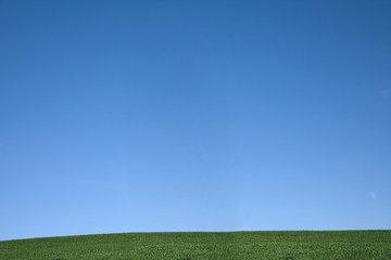 Wall Mural - green grass and blue sky