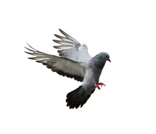 Pigeon Flying Isolated On White Background