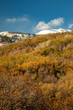 autumn leaves of aspen  below mountain with first snow of winter