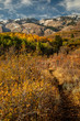 autumn leaves from aspens and pines below mountain rock face with clouds