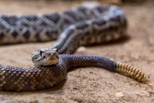 Rattlesnake, Crotalus Atrox. Western Diamondback. Dangerous Snake.