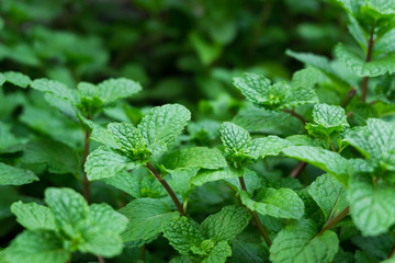 Green mint plants leaves in top view for background