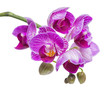 blossoming beautiful branch in shades of purple orchid, phalaenopsis is isolated on white background, close up