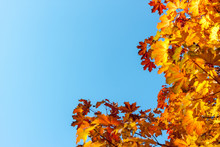 Autumn Yellow Leaves Against Blue Sky Background