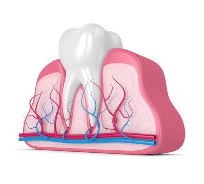 3d render of tooth with nerves and blood vessels