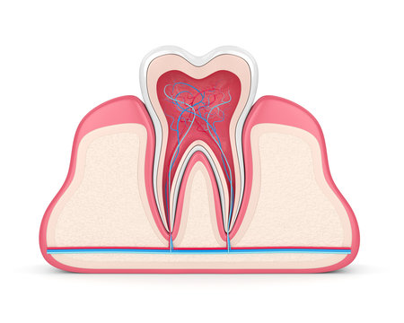 3d render of tooth with nerves and blood vessels