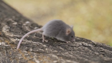 Wall Mural - Field Mouse (Apodemus sylvaticus) on the Forest Floor in it's Natural Habitat