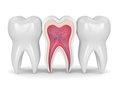 3d render of tooth with nerves and blood vessels