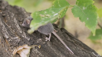 Wall Mural - Field Mouse (Apodemus sylvaticus) on the Forest Floor in it's Natural Habitat
