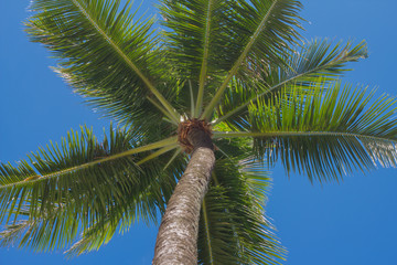 the Coconut palm trees on blue sky perspective view