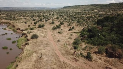 Wall Mural - Aerial footage Giraffes beside river 