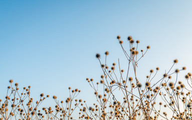 Canvas Print - Wilted en dried out burdock plants with hooked burrs silhouetted against the blue sky