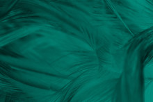 Beautiful Dark Green Turquoise Vintage Color Trends Feather Texture Background 