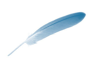 Beautiful feather color azure blue isolated on white background