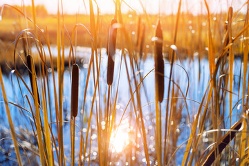 Autumn landscape with  cattail in swamp at sunset