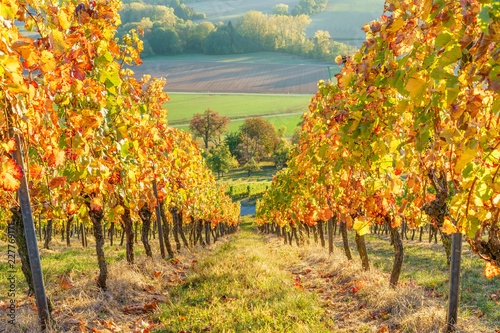 Dekoracja na wymiar  winnica-jesienia