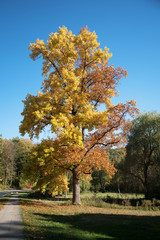 Wall Mural - large maple tree with golden and red autumn leaves in a sunny park against the blue sky