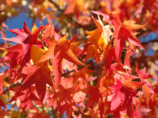 Canvas Print - maple leaves blue sky autumn nature background