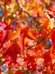 Canvas Print - maple leaves blue sky autumn nature background