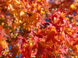 Canvas Print - maple leaves blue sky autumn red yellow background