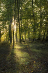 Wall Mural - beautiful deciduous forest with green foliage in the warm evening light with sunrays, vertical