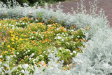 Fototapeta Kwiaty - Colorful flower bed
