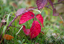 Bramble Leaves In Autumn (Rubus Fruticosa)
