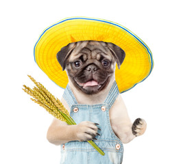 Poster - puppy farmer holding a bunch of wheat. Isolated on white background