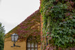Ivy Covered Building