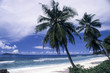 tropical beach with palm trees in Anse Banane, La Digue island, Seichelles

