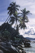 tropical beach with palm trees in Anse Severe, La Digue island, Seichelles

