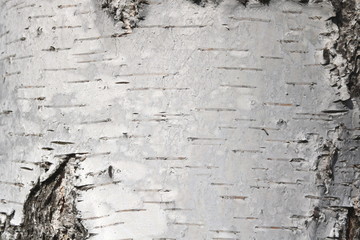 pattern of birch bark with black birch stripes on white birch bark and with wooden birch bark texture