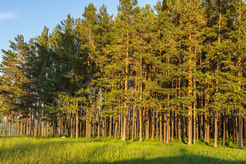 Wall Mural - trees in the park