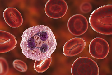 Sticker - Neutrophil, a white blood cell, 3D illustration. The most abundant type of granulocytes, has phagocyting activity, takes part in inflammation