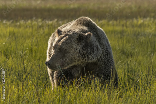 Photo Brown bear eating grass in meadow; Lake Clark NP; Alaska